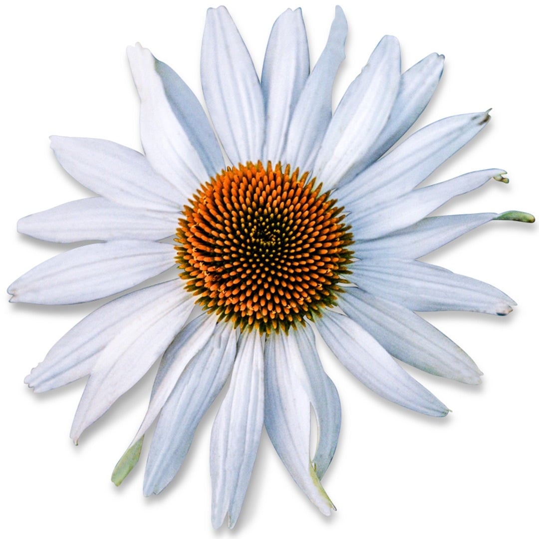 A single White Swan Echinacea flower on a white background.