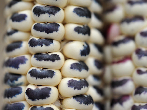 Corn Seeds, Montana Cudu