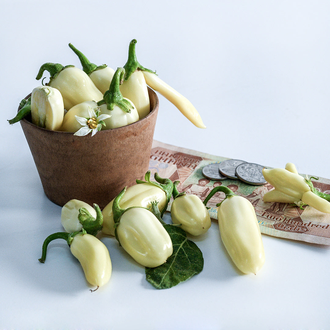 African White Eggplants with money from Ghana arranged on white background.