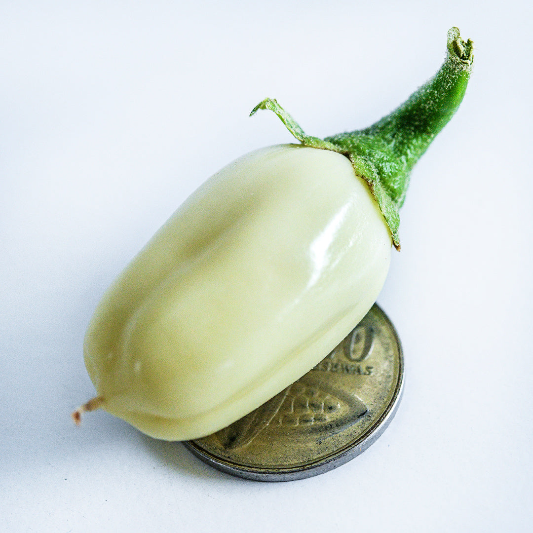 A single African White Eggplant on an African coin on a white background.