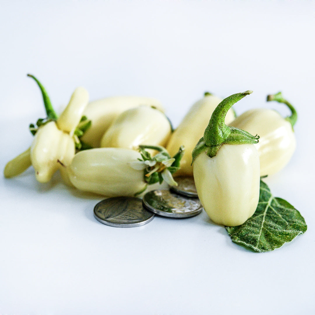 A handful of small African White Eggplants with African coins on a white background.