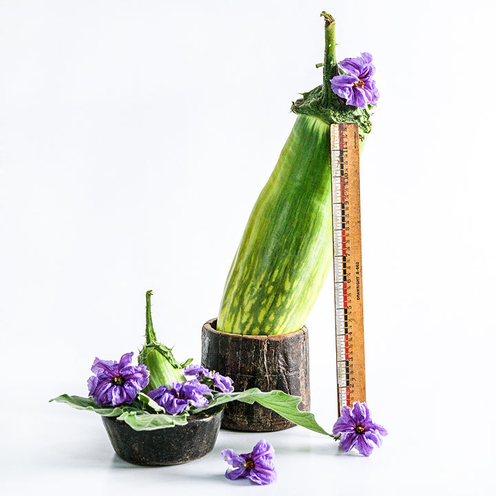 A Giant of Barman Eggplant with a ruler surrounded by blooms and foliage on a white background.