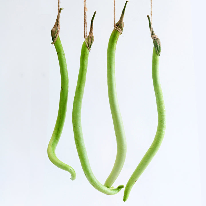 Four Illikomban Eggplants tied up with a string against a white background.