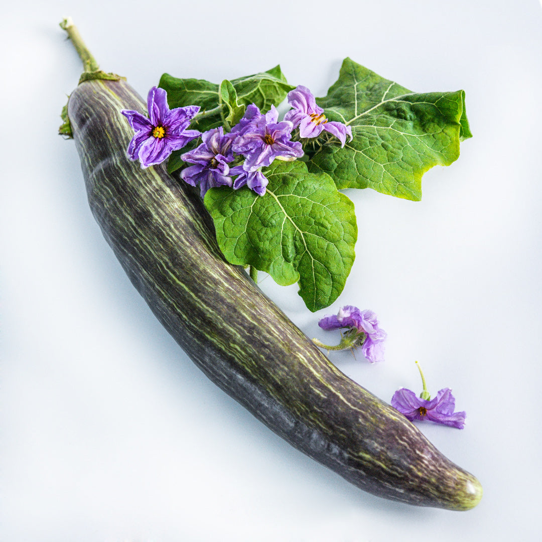 A single Niranjan Eggplant with leaves and large purple blooms on a white background.