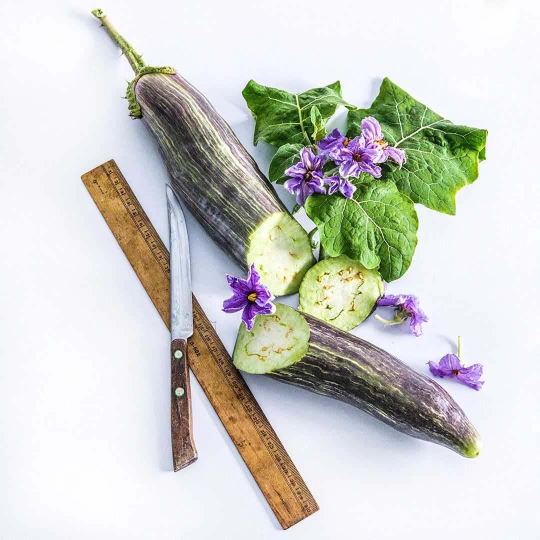 A single cut Niranjan Eggplant with leaves and flowers with a ruler to show size on white background.