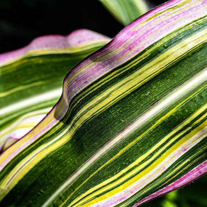 A close-up macro view of Striped Japonica leaves taken in the corn field at Baker Creek.