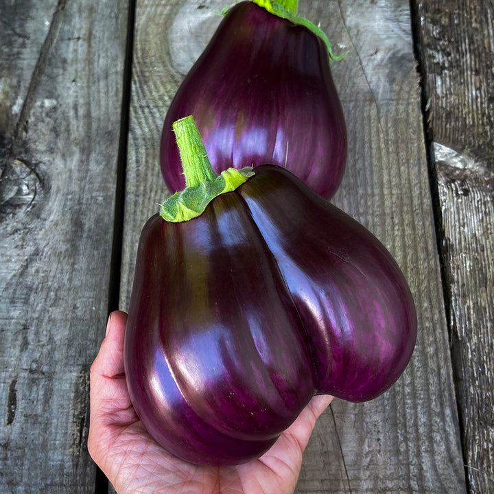 Black Beauty Eggplants being held against wooden table