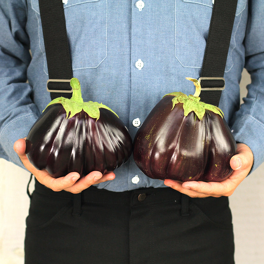 Eggplant Seeds, Black Beauty