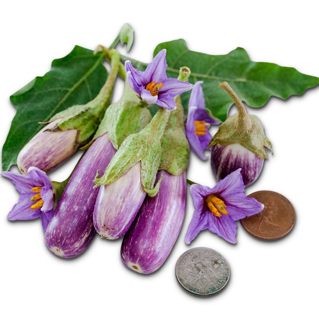 Small Jewel Marble Eggplant arranged with foliage and purple blooms and coins to show its size.