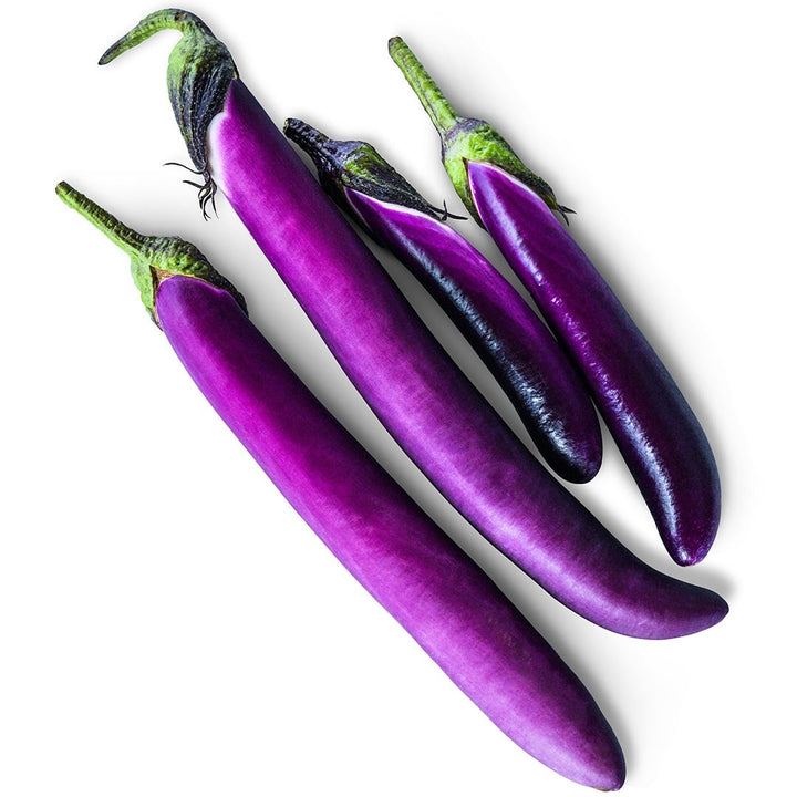 Malaysian Dark Red Eggplant arranged on a white background.