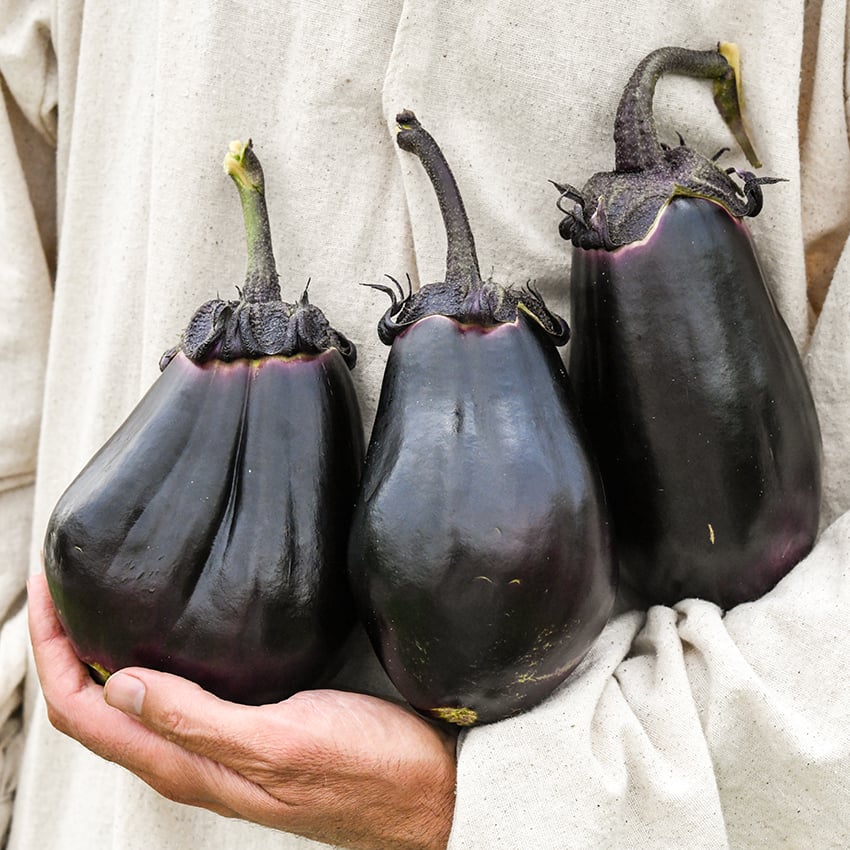 Mitoyo Eggplant being held