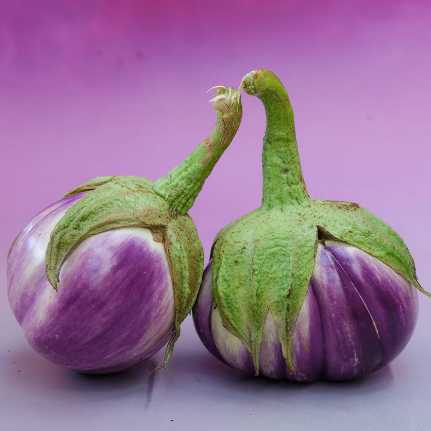 Duo Rosa Bianca Eggplant on purple background.