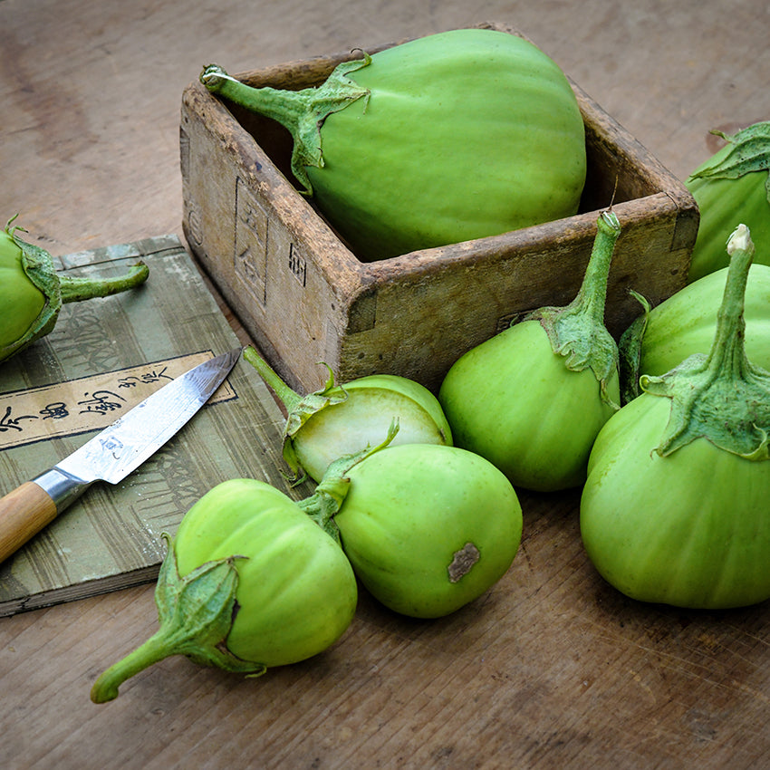 Eggplant Seeds, Saitama AO Daimaru