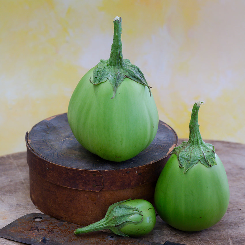 Saitama Eggplant of varying sizes.