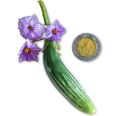 Eggplant Seeds, Thai Green Frog Fingers