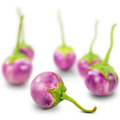 Eggplant Seeds, Thai Lavender Frog Egg