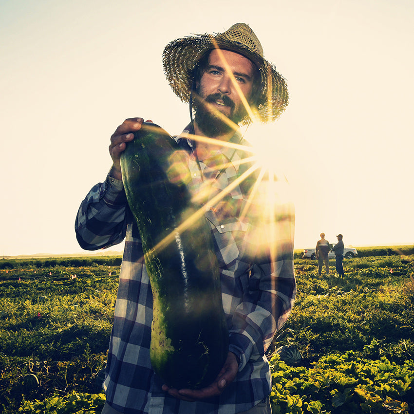 Man holding a freshly harvested Giant Bullet Head Wax Melon at the Baker Creek Seeds trial farm in California.