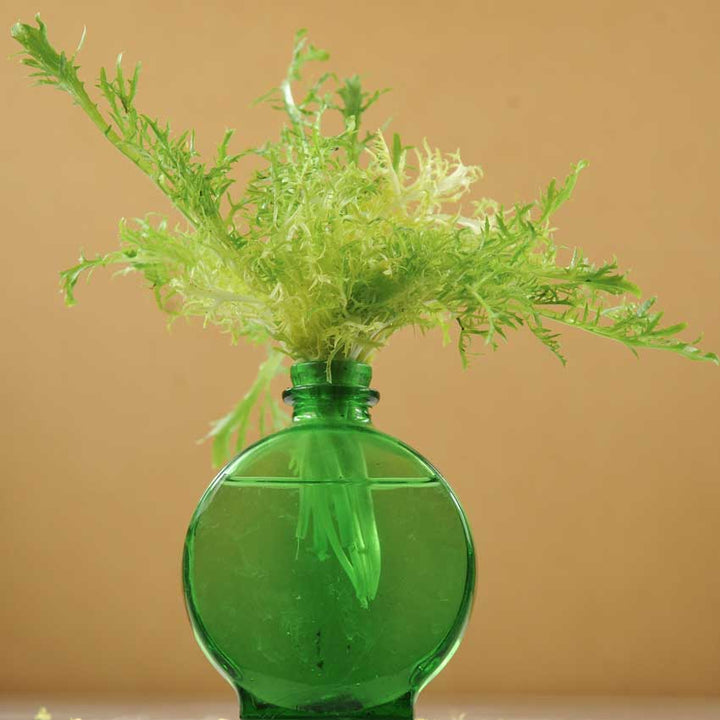 De Louviers Endive in a green glass vase on a tan background.