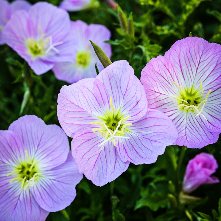 Pink Evening Primrose flowers blooming in the trial gardens at Baker Creek.