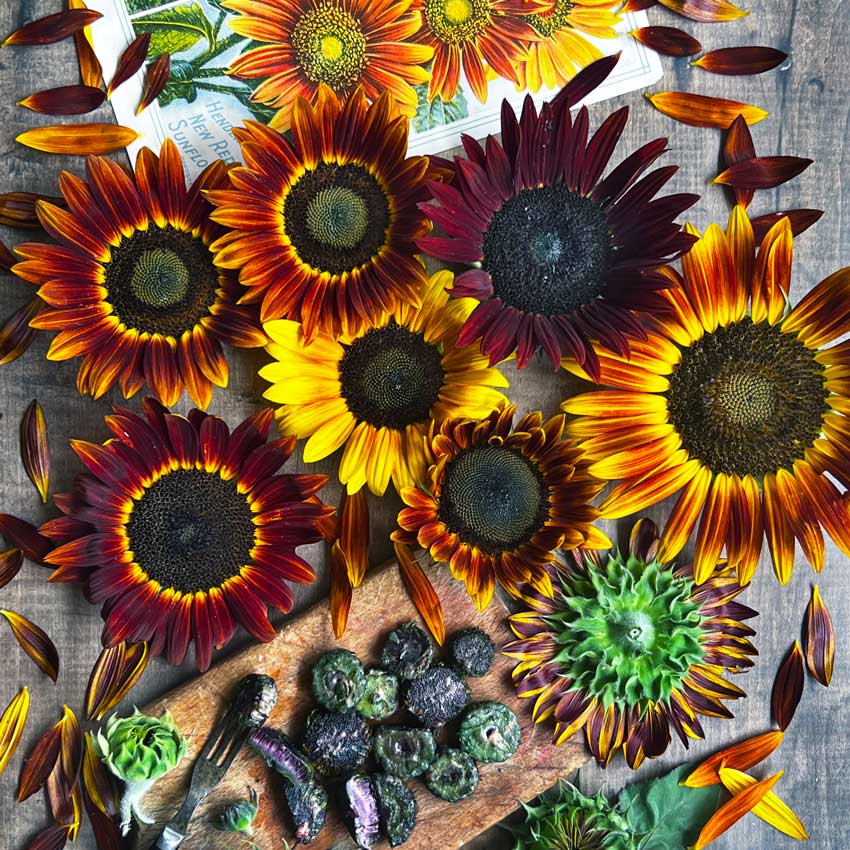 Several Evening Sun Sunflowers at different color stages of development on a wooden background.