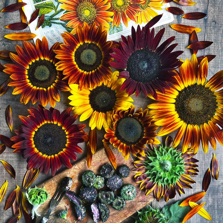 Several Evening Sun Sunflowers at different color stages of development on a wooden background.