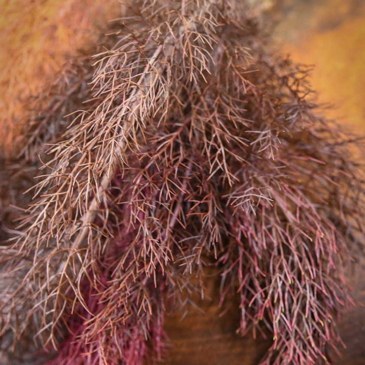 Close-up Bronze Fennel on a tan background.