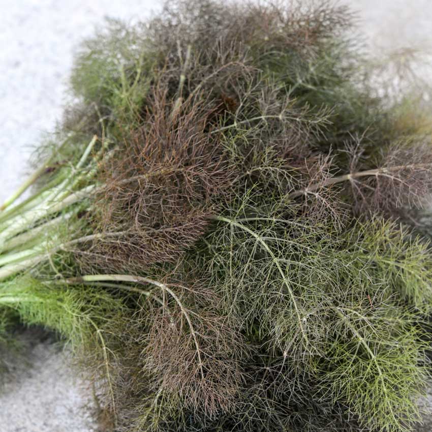 Bronze Fennel on a white background.