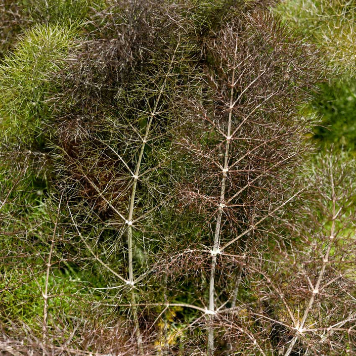 Large pile of Bronze Fennel