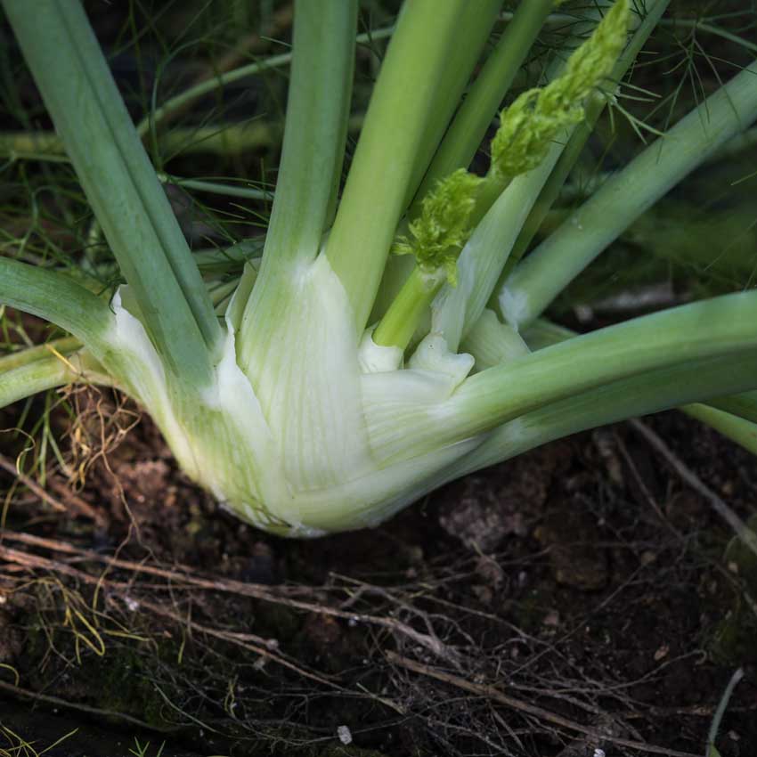 Florence Fennel growing in the garden.