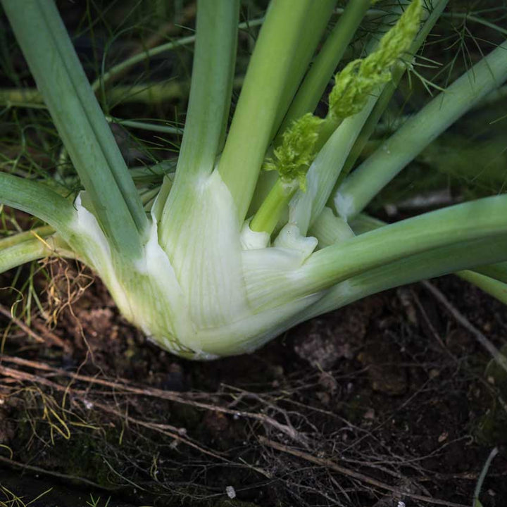 Florence Fennel growing in the garden.