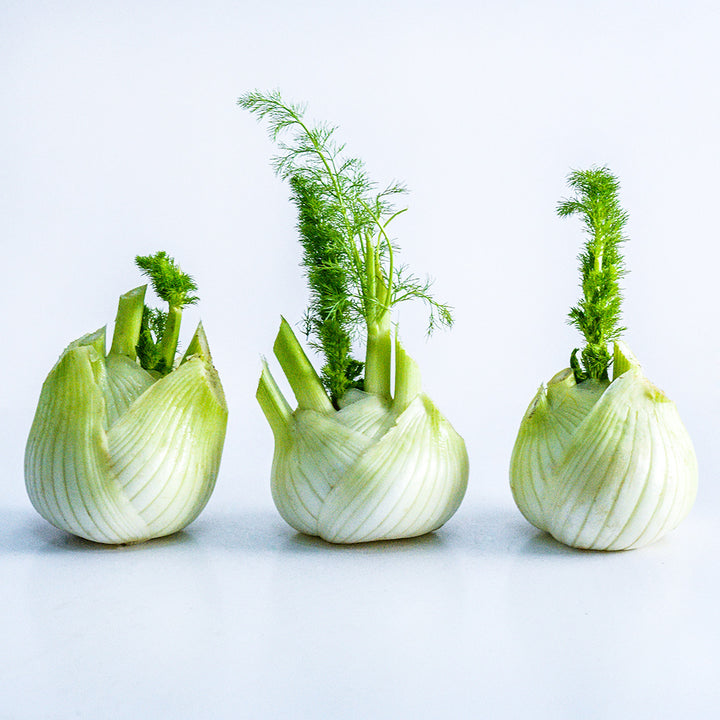 A trio of Mammouth Fennel bulbs lined up in a row on white background.