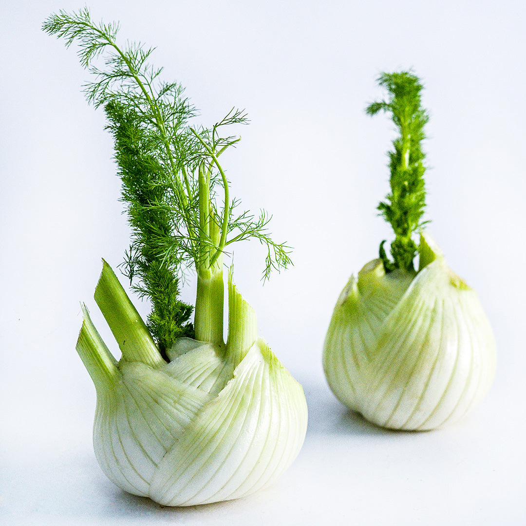 A pair of Mammouth Fennel bulbs sitting on a white background.
