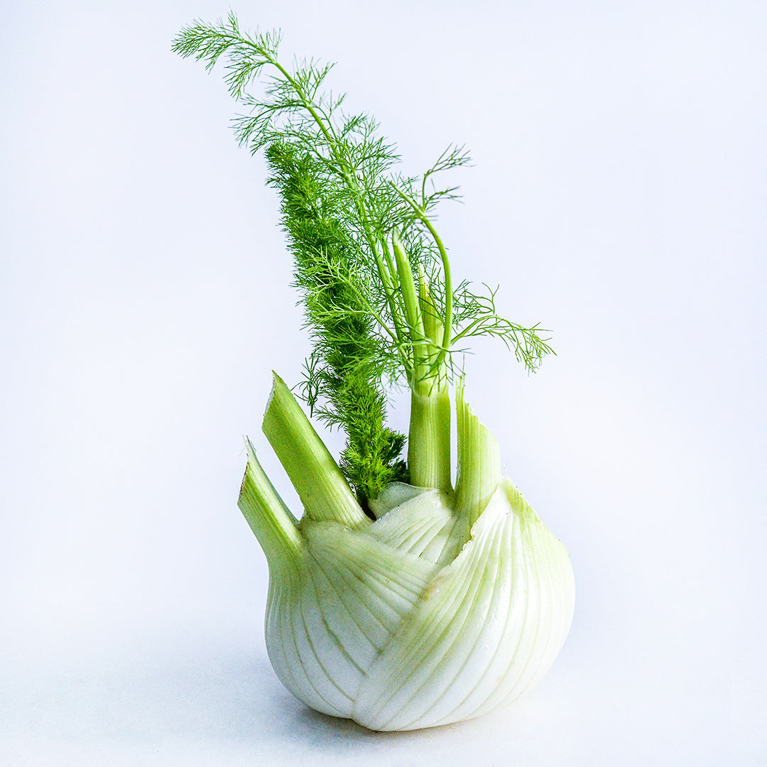 A single Mammouth Fennel bulb sitting on a white background.