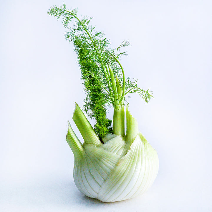 A single Mammouth Fennel bulb sitting on a white background.