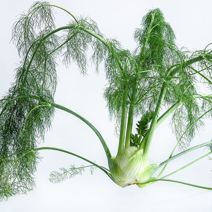 A Mammouth Fennel bulb with the foliage on a white background.