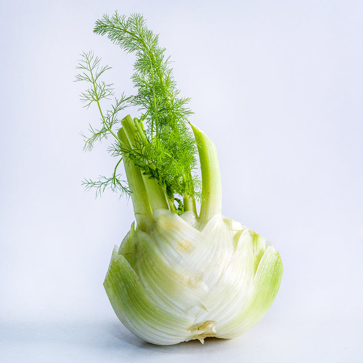 A single Wadenromen Fennel bulb sitting on a white background.