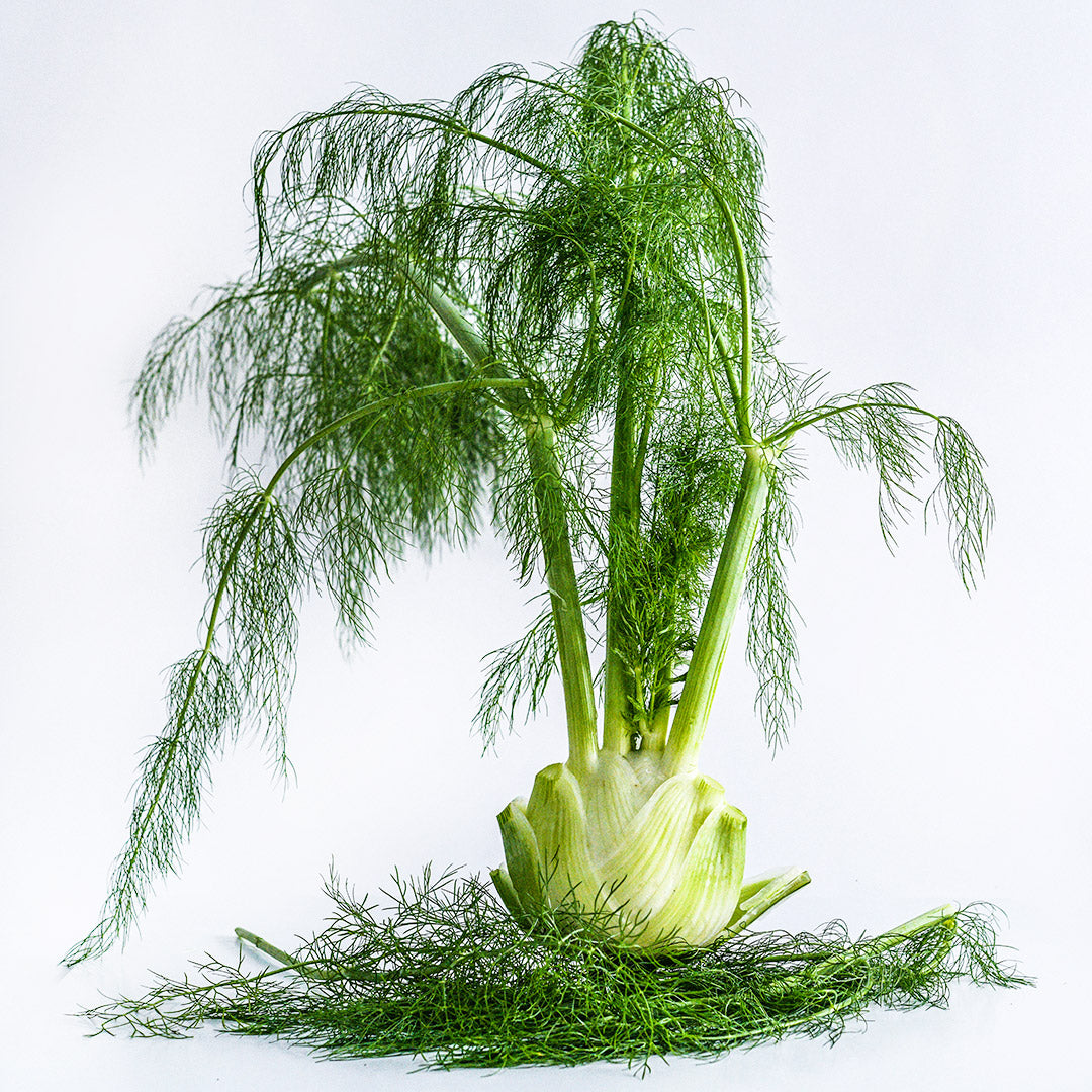 A Wadenromen Fennel bulb with foliage in tact on white background.