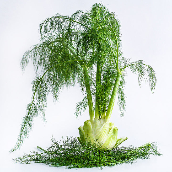 A Wadenromen Fennel bulb with foliage in tact on white background.