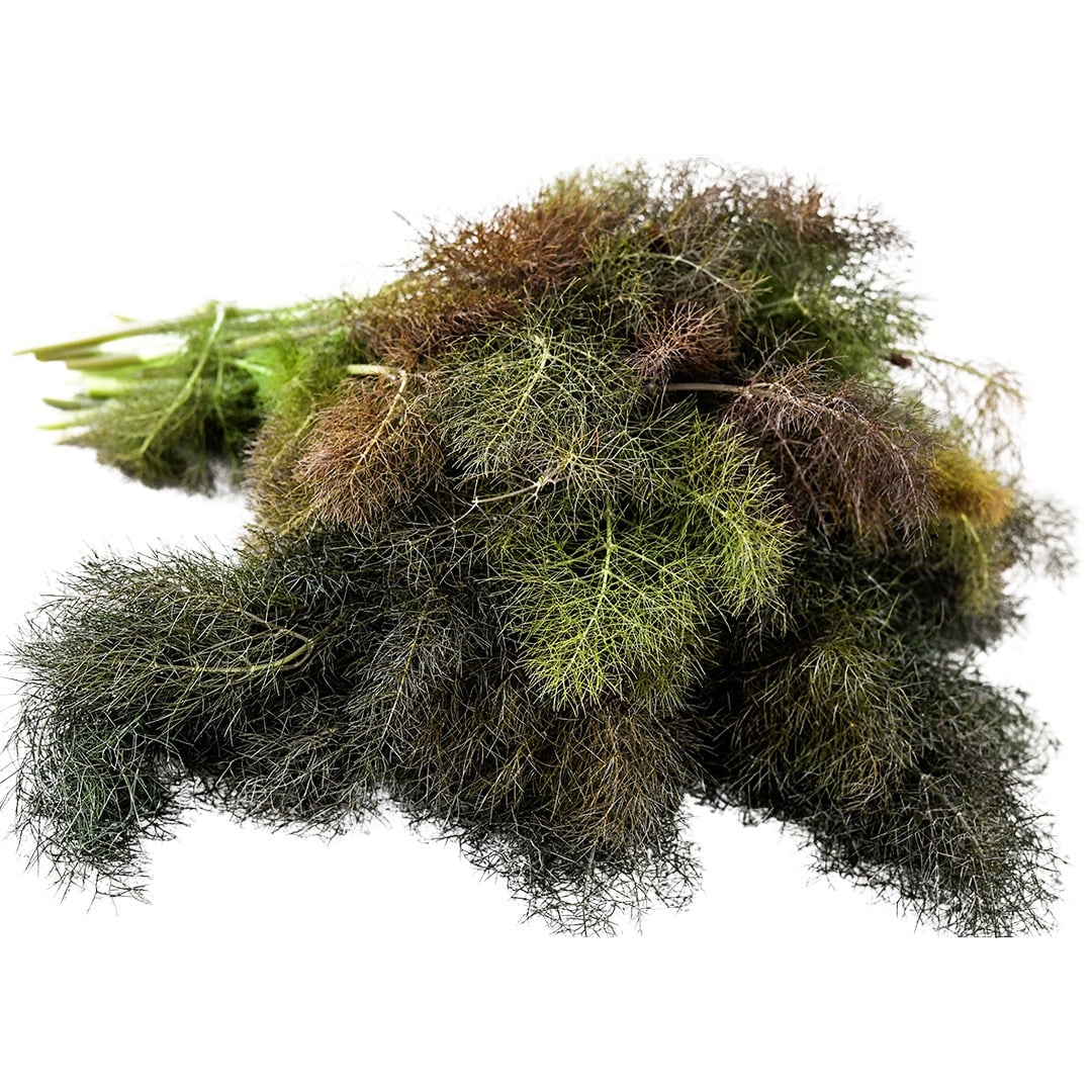 Fennel Seeds, Bronze
