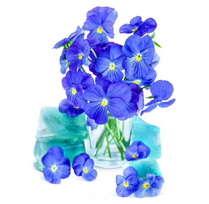 Blue Perfection Viola in a vase with ice cubes made from viola tea on white.