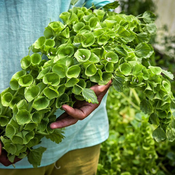 A gardener holding an armful of freshly plucked Bells of Ireland flowers in a greenhouse at Baker Creek.
