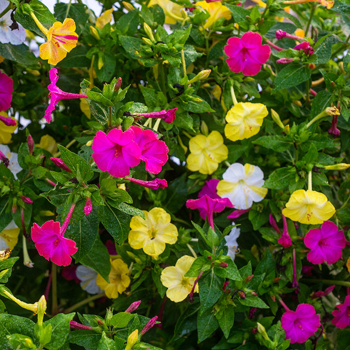 Marbles Mixed Four O'Clock flowers blooming in the trial gardens at Baker Creek.