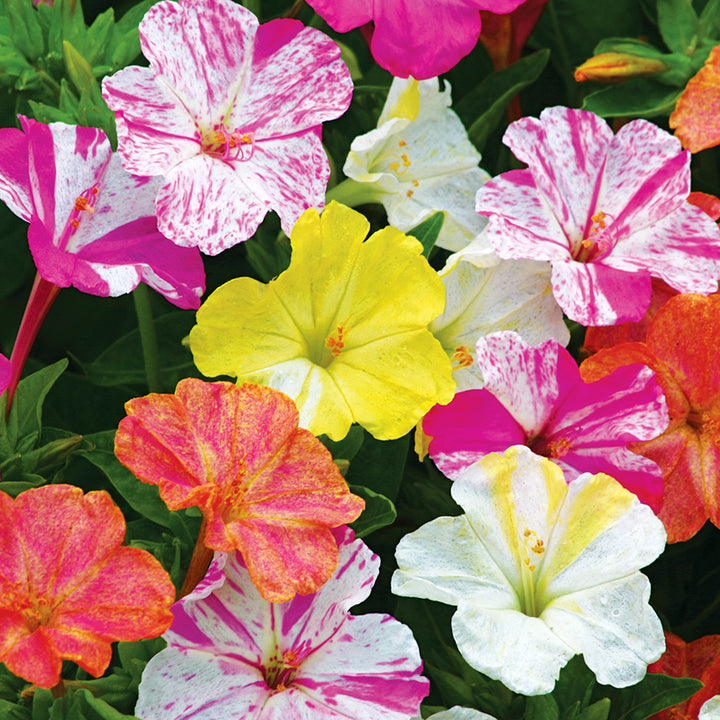 Marbles Mixed Four O'Clock flowers blooming in the garden.