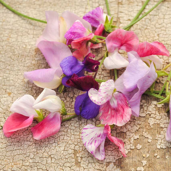 Old Spice Mix Sweet Pea flowers on a rustic wood background.