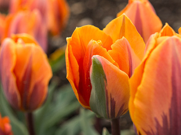 Tulip Bulbs, Princess Irene (10 bulbs)