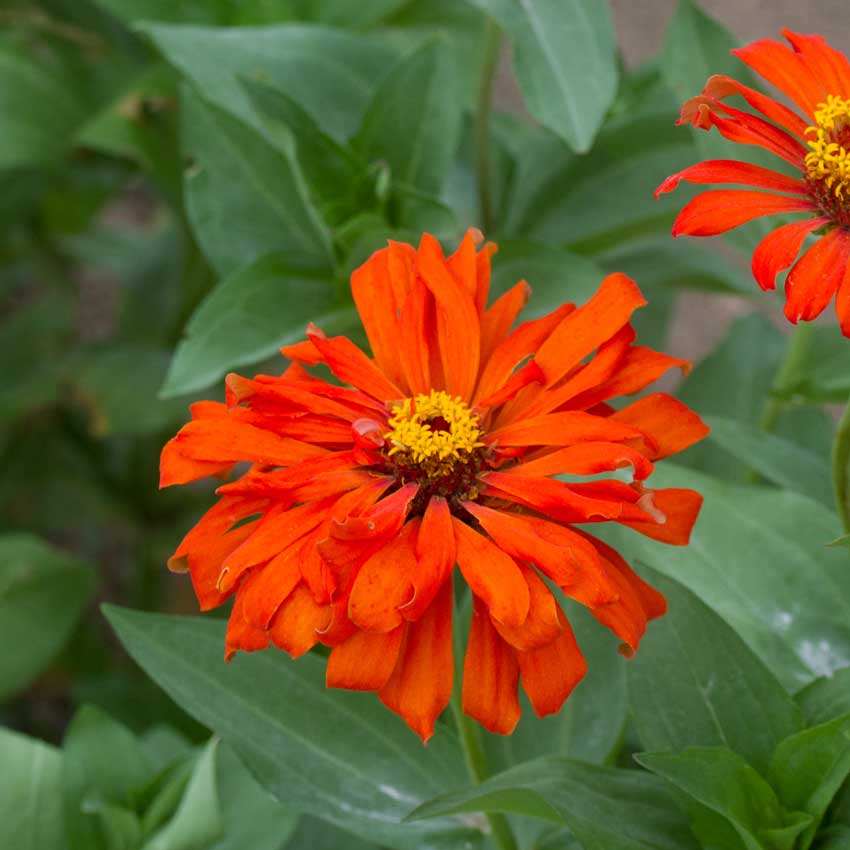 Single Zinnia, Redman Super Cactus with green leaves in the background.