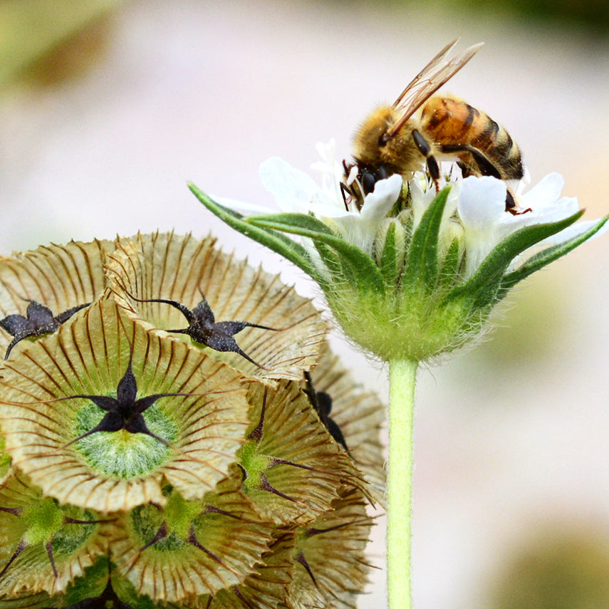 A bee gathers pollen from a Paper Moon Scabiosa flower in the trial gardens at Baker Creek.