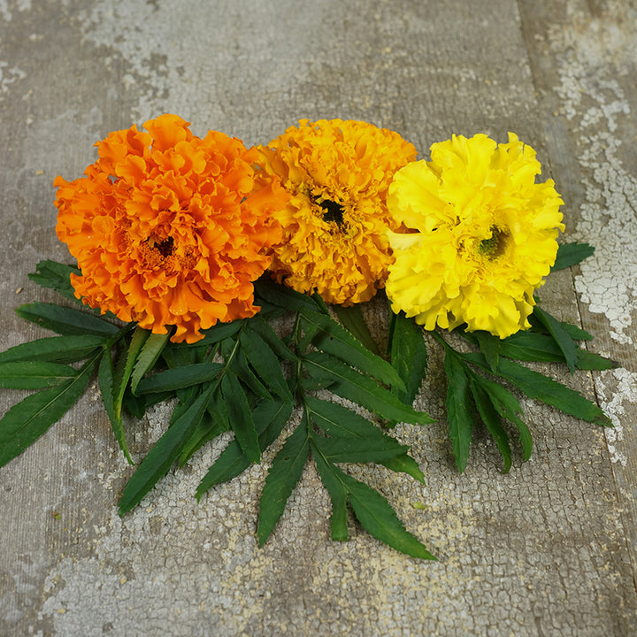 Marigold Seeds, Crackerjack Mix