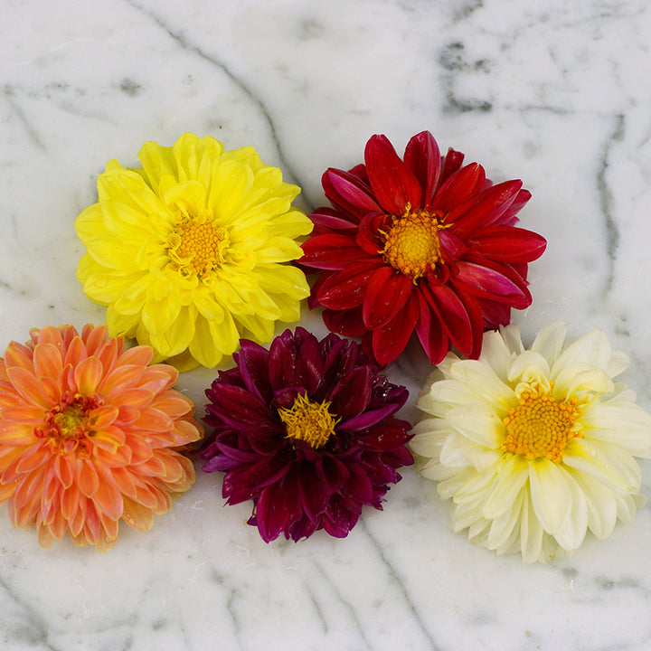 Individual Unwins Dahlia blooms on marble countertop background.