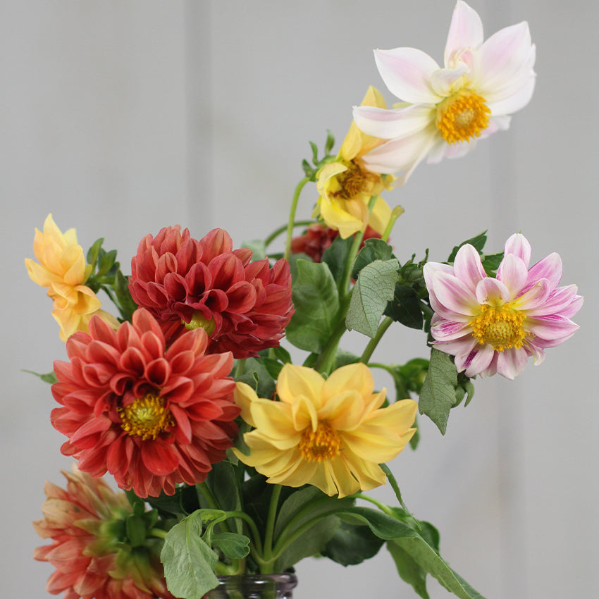 Dahlia Seeds, Unwins Mix